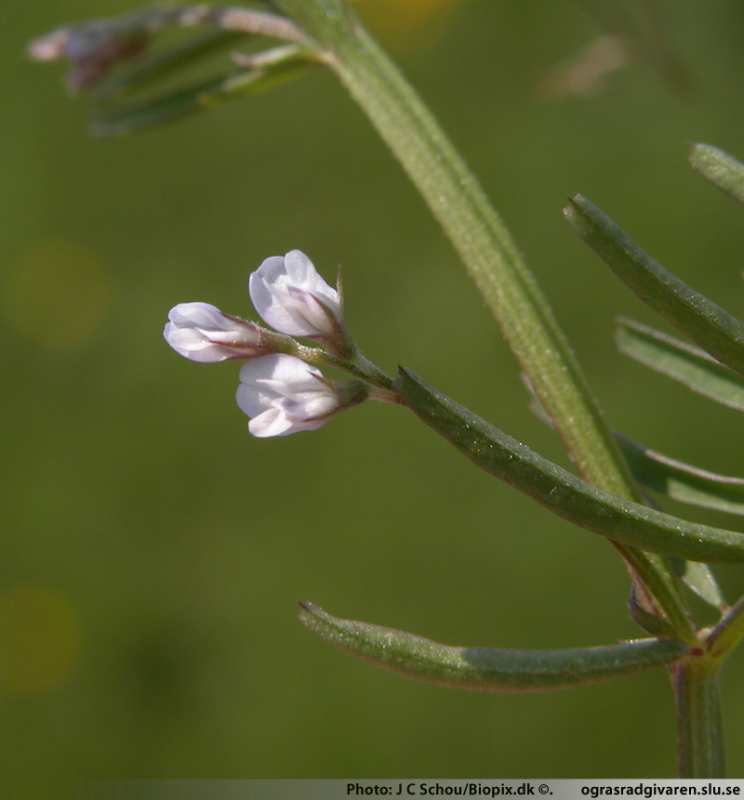 Duvvicker (V. hirsuta). Blomma.